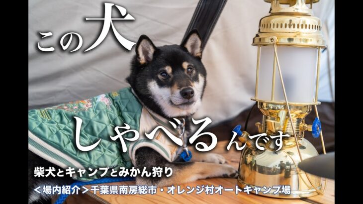 しゃべる柴犬とキャンプとみかん狩り【千葉県・オレンジ村オートキャンプ場場内紹介】