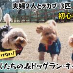 【つくば犬たちの森ドッグラン・キャンプ場】へキャンプに行った日の最後の第3話目（後編）になります！ドッグフリーサイト、巨大ドッグラン！最高でした😆また必ず行きます♪