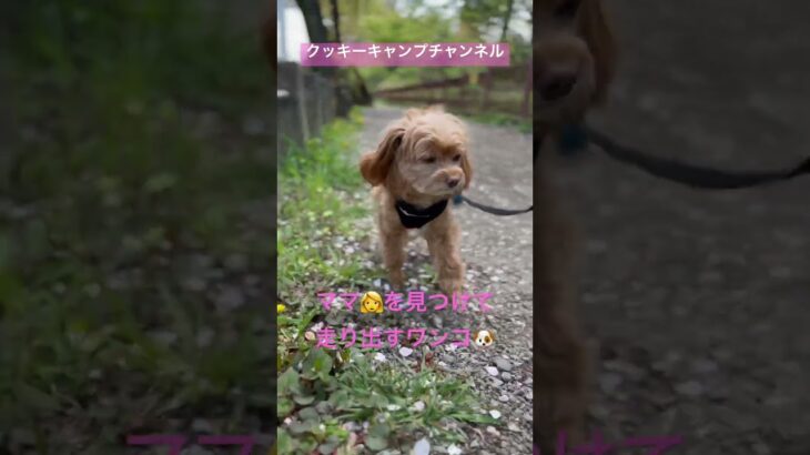 犬をやめた犬が、ママ👩を見つけて走り出す🐶 #クッキーキャンプチャンネル #クッキー #チワプー #犬連れ夫婦キャンプ