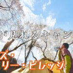 【花見キャンプ】ケニーズファミリービレッジで桜満開キャンプ【キャンプ場紹介】