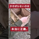 【キャンプ道具】折りたためるコンテナが素敵なので買って #whatnot #shorts