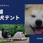 【田沢湖】DCMドックテント/秋田犬/キャンプ道具/旅