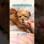 愛用の骨ガム紹介🦴🐶 #クッキーキャンプチャンネル #クッキー #チワプー #チワワ #プードル #犬のいる暮らし #ママ #日常 #おやつ #グルメ #歯磨き #おやすみ #お世話