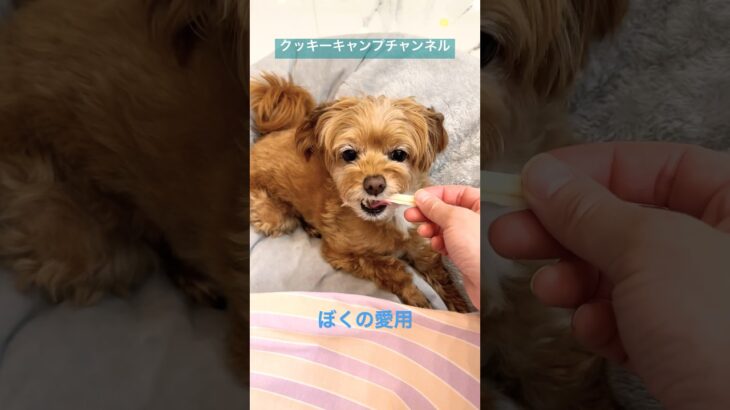 愛用の骨ガム紹介🦴🐶 #クッキーキャンプチャンネル #クッキー #チワプー #チワワ #プードル #犬のいる暮らし #ママ #日常 #おやつ #グルメ #歯磨き #おやすみ #お世話