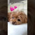 お友達が家に来る日🐶☀️ #クッキーキャンプチャンネル  #チワプー #チワワ #プードル #犬のいる暮らし #ママ #日常 #chihuahua #poodle #pets #shorts