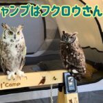 初心者キャンパーがフクロウさん達とお手軽キャンプ！