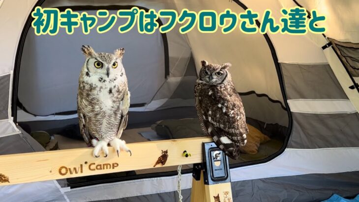 初心者キャンパーがフクロウさん達とお手軽キャンプ！