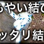 木にピッタリともやい結びを結ぶ方法！キャンプや日常生活にも役立つ！そして、初心者から中級者へ！