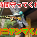 【キャンプ道具編】24時間守ってくれるオニヤンマくん