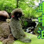 犬と一緒に那須高原をキャンピングカーで冒険！キャンプ場のようなRVパーク＆美しい自然に出会う旅