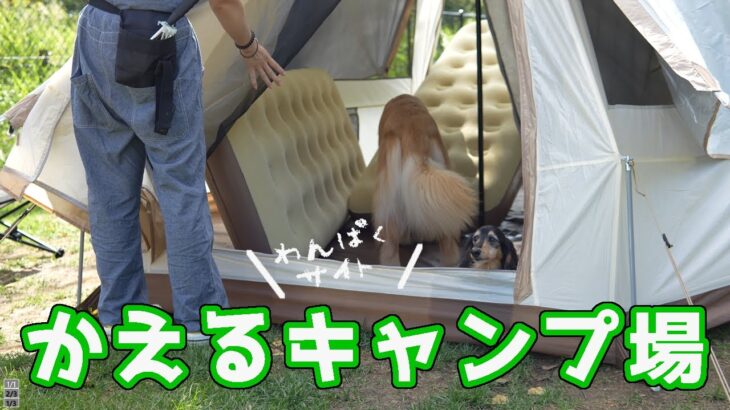 犬連れ初心者キャンパーにはこのキャンプ場が最高です