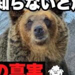 クマ対策の嘘と本当。専門家が解説【キャンプ初心者必見】