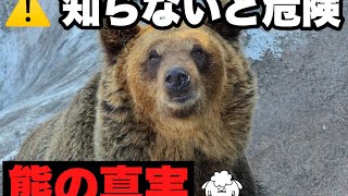 クマ対策の嘘と本当。専門家が解説【キャンプ初心者必見】