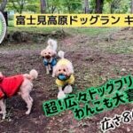 犬連れキャンプです♪夫婦２人とデカプー３匹のマッタリキャンプです😊まだまだ素人キャンパーなので至らない点が多々あるかと思いますが温かい目で見守って頂けますと幸いです☺️