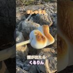 かんたんマシュマロの焼き方👍✨#キャンプ、#camping、#nature 、#料理、#cooking