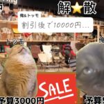 キャンプ初心者がアウトドアショップに行く日常（#猫ミーム #猫meme #猫マニ #キャンプギア ）