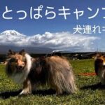 ミニシェルティ愛犬のお誕生日キャンプ🏕️inふもとっぱらキャンプ場【キャンプ初心者】