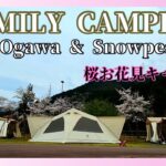 【桜キャンプ】桜と仲間と鯨料理/camping