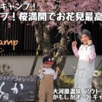 【ファミリーキャンプ】かもしかオートキャンプ場 花見キャンプは笑顔いっぱい！桜満開で楽しいキャンプでした！