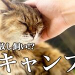 【猫キャンプ】本当は教えたくない！このキャンプ場を知ってから猫カフェに行かなくなりました