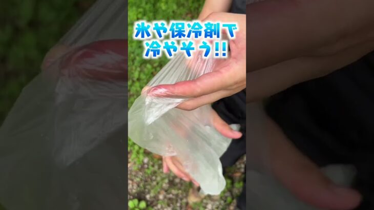 夏キャンプでアブに噛まれた時の対処法