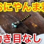 【キャンプ道具編】おにやんま君の効き目が無くなった理由を解説します