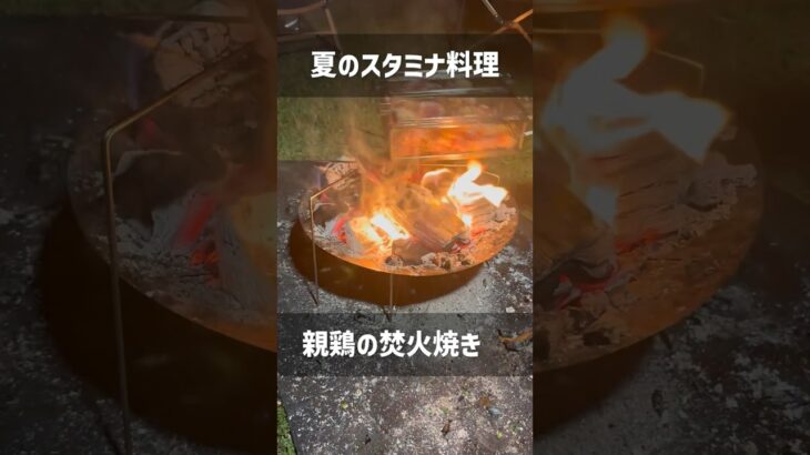 【キャンプ飯】 夏スタミナ料理 親鶏の焚火焼き #Shorts #キャンプ飯 #おつまみ #こっこー