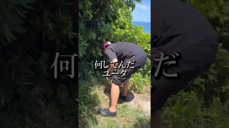 ネコで再生を稼ぎたいキャンプYouTuber #shorts #キャンプ