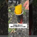 鍋忘れたからゴミで料理した！#survival #survivalgirl#camp#bushcraft #キャンプ#キャンプ飯#サバイバル女子 #サバイバル術