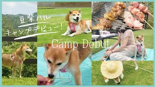 【豆柴ハル】初めてキャンプに行ってみた #保護犬を家族に #豆柴 #キャンプ #愛犬