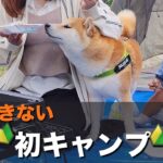 柴犬＆1歳児の為に、失敗が出来ない、初心者の日帰りキャンプ　DELTA3Plus