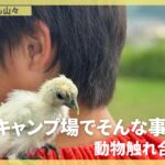 キャンプ場でそんな事も？！動物ふれあい体験 #くつろぎたいのも山々 #ファミリーキャンプ