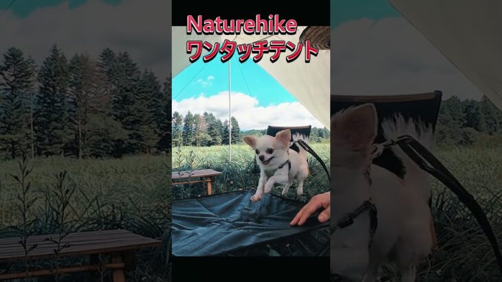 Naturehike  ネイチャーハイク ワンタッチテント Cloud Boundary #キャンプ #冬ソロキャンプ #キャンプギア #ソロキャンプ #アウトドア #shorts