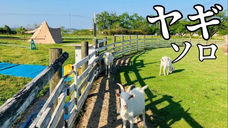【キャンプ】40代初心者の遊び。ヤギと焚き火と酒とご当地食材