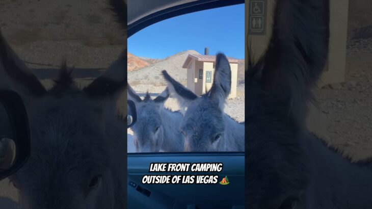 Ran into Crazy donkeys during this camp trip #camping #campcooking #dispersedcamping