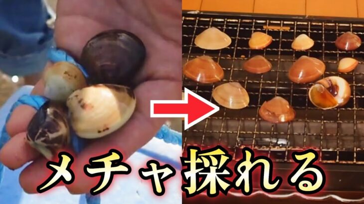 【潮干狩り】初心者でも採れる！そして激キモの貝が美味すぎた|釣り•飯【心霊スポット、ユーチューバー】サバイバル、アウトドア、YouTuber、食事、生活、キャンプ、海、釣り、生き物、野食、ハンター