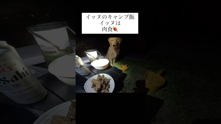 イッヌとキャンプ飯 #ゴールデンレトリバー #料理 #大型犬のいる生活 #goldenretreiver