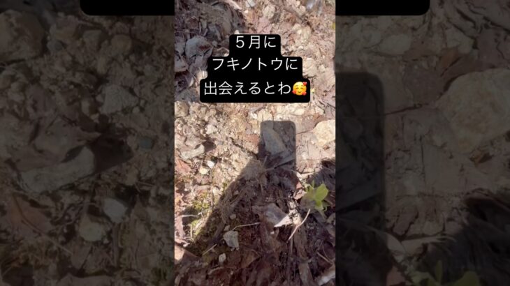 きせつのてんぷーらpart1#源流釣り #渓泊#釣りキャンプ#キャンプ#山菜採り#山菜#山菜料理