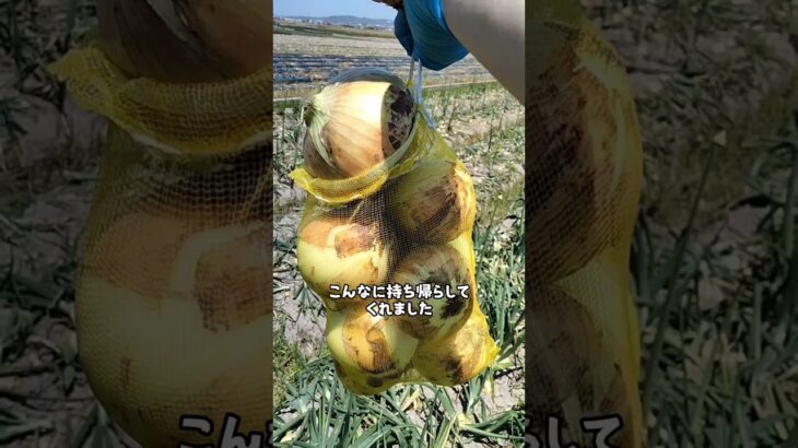 【玉ねぎ収穫】キャンプでフライにして楽しむおじさん　#おじさん #料理 #アウトドアグルメ #キャンプ飯 #フライ#玉ねぎ #オニオン #shorts