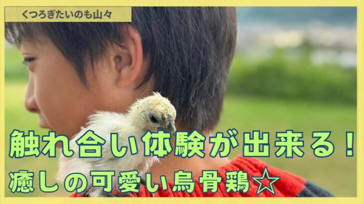 触れ合い体験が出来る！癒しの可愛い烏骨鶏#ファミリーキャンプ #子育て