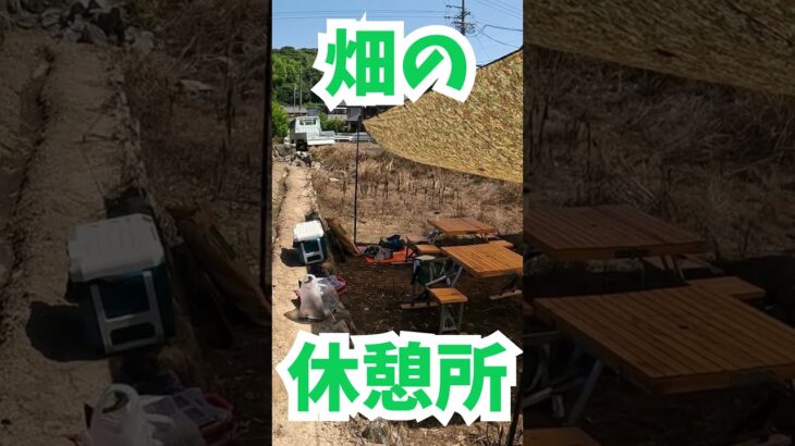 【灼熱回避】キャンプ道具で畑に涼しい休憩所を作ってみた🏕️🍃 #Shorts#休憩所DIY#タープ設営#キャンプ道具活用#畑キャンプ風#農作業の裏技#灼熱対策#畑の休憩所#農家キャンプスタイル