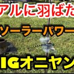 【キャンプ道具編】ソーラーパワーでリアルに羽ばたくBIGオニヤンマ