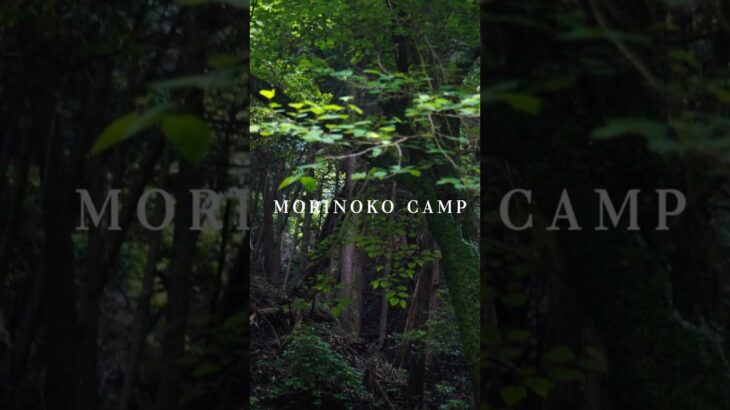 【ソロキャンプ】梅雨入り前の美しい森でソロキャンプ☕✨＃shorts #camp #キャンプ ＃ソロキャンプ #軍幕 ＃DDタープ ＃景色 #絶景キャンプ #camping #アウトドア