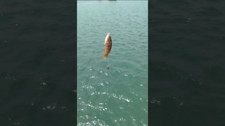 【初心者釣り】入れ食い状態で小魚オンパレード！炭火焼きでキャンプ飯～Shorts ver.～