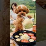 キャンプ場でナス料理に挑戦ダン！🐶 #おうち犬ダンの生存日誌 #マルプー #わんこ #犬 #癒し動画 #marupu #maltipoo #dog #ai #ai生成動画