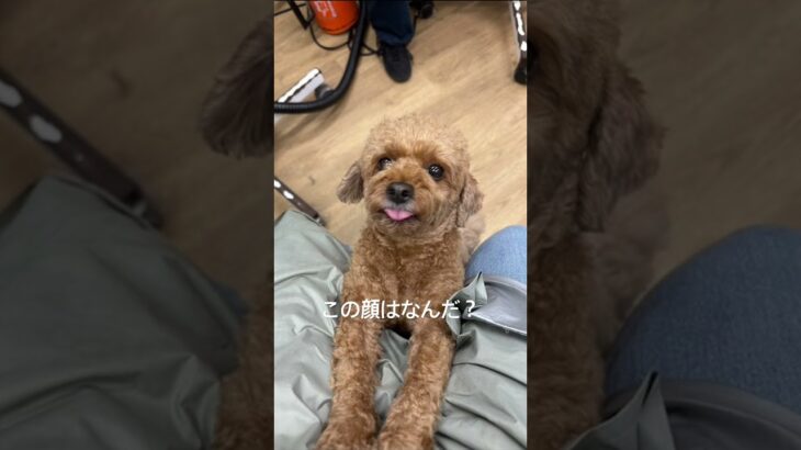 謎の表情。インホテル