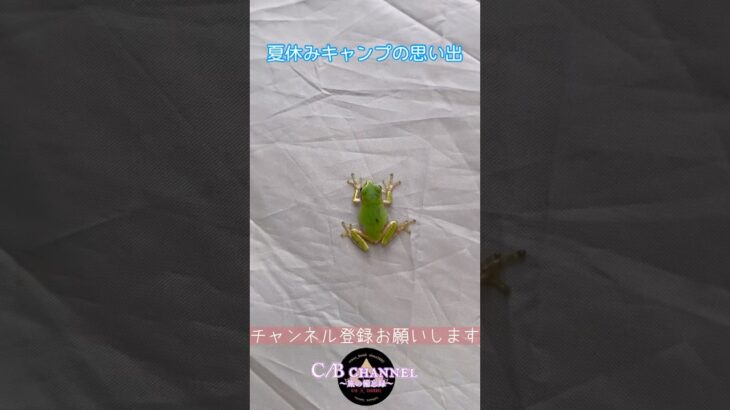 【熟年キャンパー】夏休みキャンプの思い出