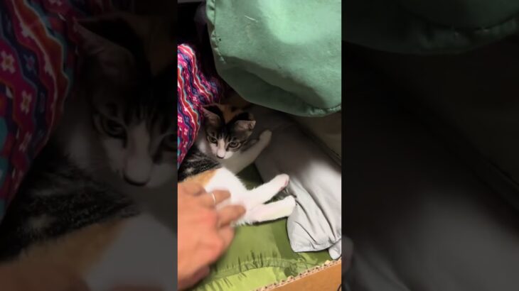 キャンプ道具の山に住む小さな魔物　　　#cat #子ネコ #おすすめ #キャンプ #cute #baby