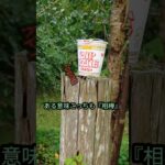 【trangia】My Campaign Buddy  #トランギアケトル 　#キャンプ道具 　#shorts