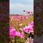 コスモス満開の無料キャンプ場で串揚げパーティー（神川ゆ～ゆ～ランド）